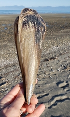 Atrina zelandica
