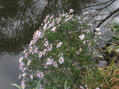 Symphyotrichum novi-belgii