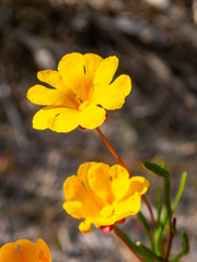 Hibbertia stellaris