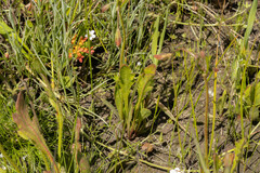 Goodenia pinnatifida