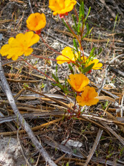 Hibbertia stellaris