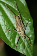 Phricta spinosa