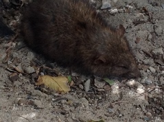 Rattus norvegicus
