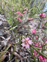 Hypocalymma robustum