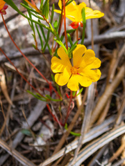 Hibbertia stellaris