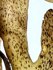 Dictyota kunthii