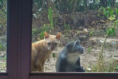 Cercopithecus mitis albogularis