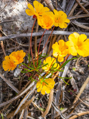 Hibbertia stellaris