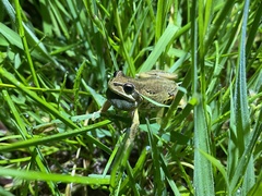 Litoria ewingii