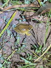 Litoria ewingii
