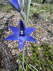 Thelymitra graminea