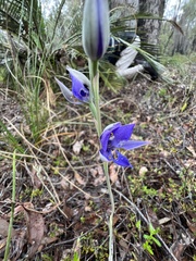 Thelymitra graminea