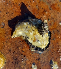 Saccostrea glomerata