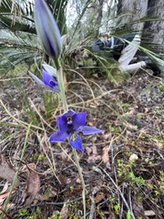 Thelymitra graminea