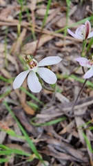 Caladenia prolata