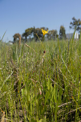 Goodenia pinnatifida