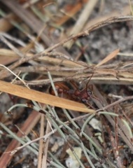 Myrmecia nigriscapa