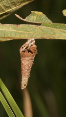 Psychidae