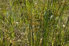 Juncus pallidus