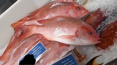 Lutjanus malabaricus