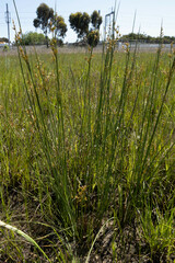 Juncus pallidus