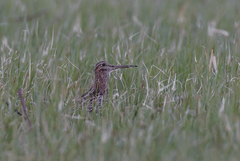 Gallinago media
