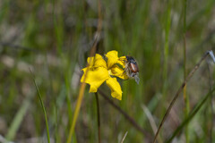 Goodenia pinnatifida