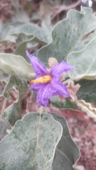 Solanum lycocarpum