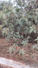 Solanum lycocarpum