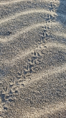 Pericoptus