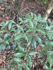 Ternstroemia gymnanthera