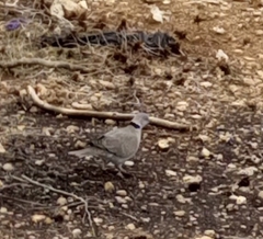 Streptopelia decipiens