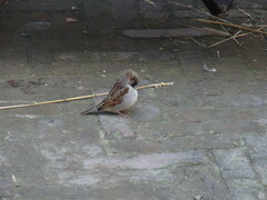 Passer domesticus