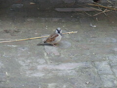 Passer domesticus