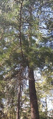 Cedrus