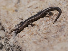 Eugongylinae