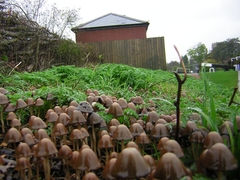 Parasola conopilea