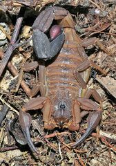 Heteroctenus junceus