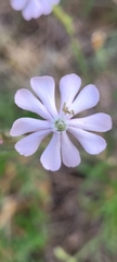 Silene undulata