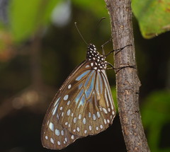 Tirumala hamata
