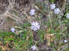 Silene undulata