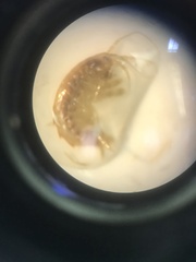 Gammarus roeselii