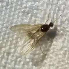 Aphaenogaster longiceps