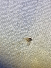 Aphaenogaster longiceps
