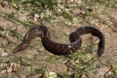 Gymnothorax pseudothyrsoideus