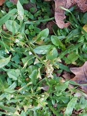 Capsella bursa-pastoris