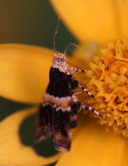 Choreutis basalis