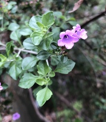 Prostanthera melissifolia