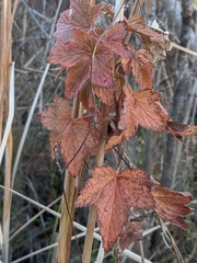 Ribes americanum
