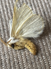 Phiala